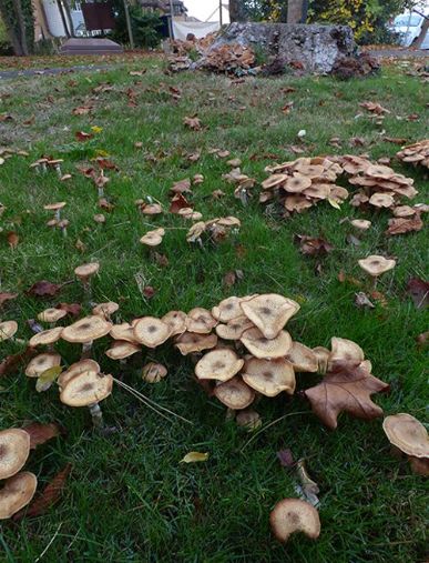 A cluster of mature caps growing on sycamore roots in Billericay, Essex
